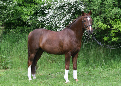 Falkenhofs Mon Cher
